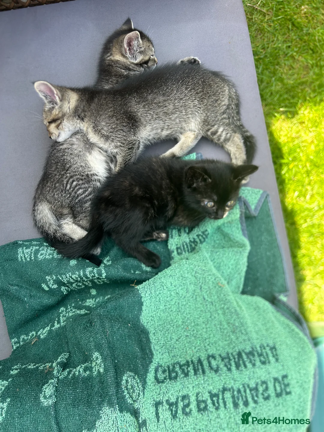 Mixed Breed cats for sale: 3 little baby kittens for sale  - Advert 2