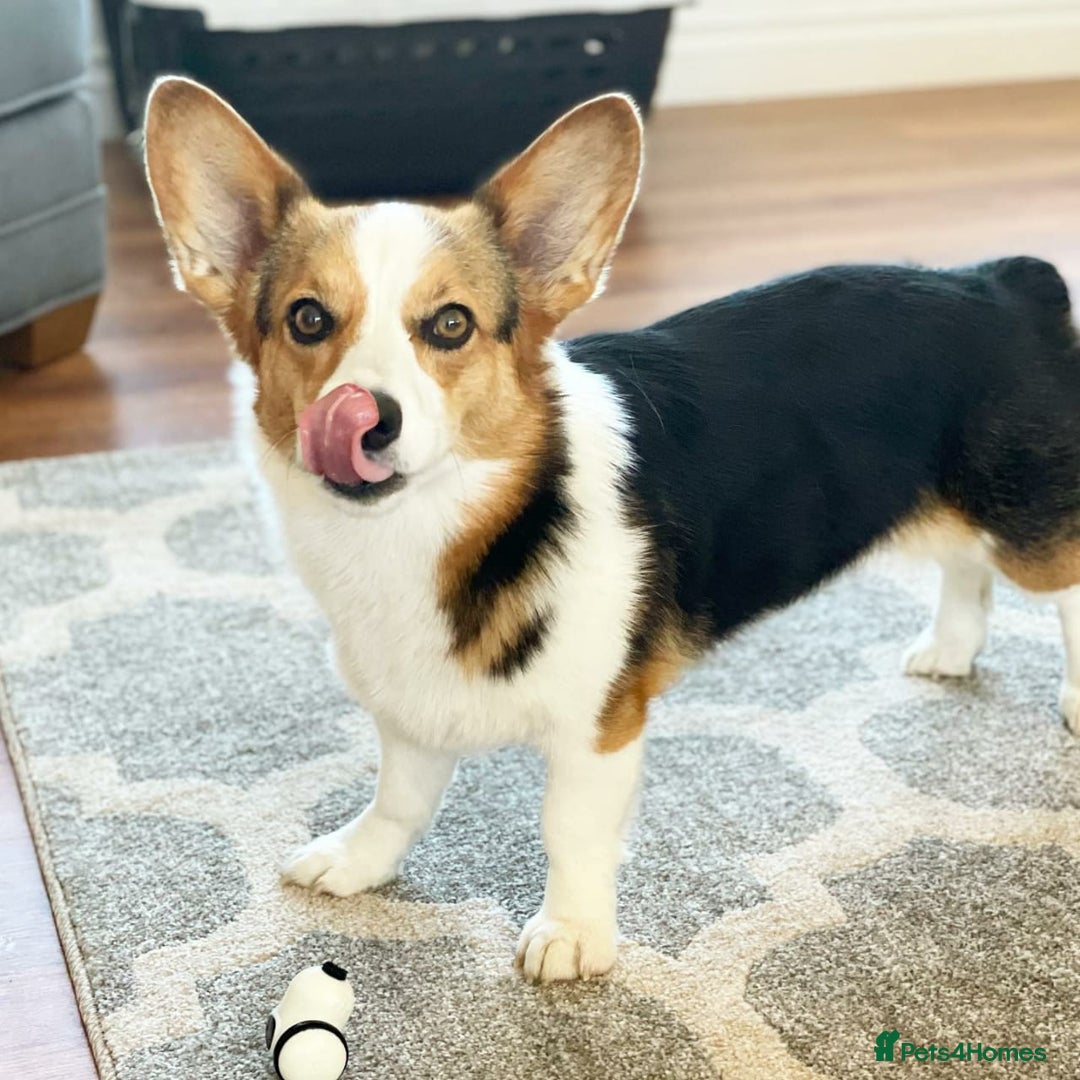 Welsh Corgi Pembroke dogs for sale: Pembroke Welsh Corgi Looking For Her Forever Home - Advert 2