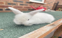 Mini Lop rabbits for sale: Adorable Mini Lop Baby Rabbits Healthy & Friendly - Image 5