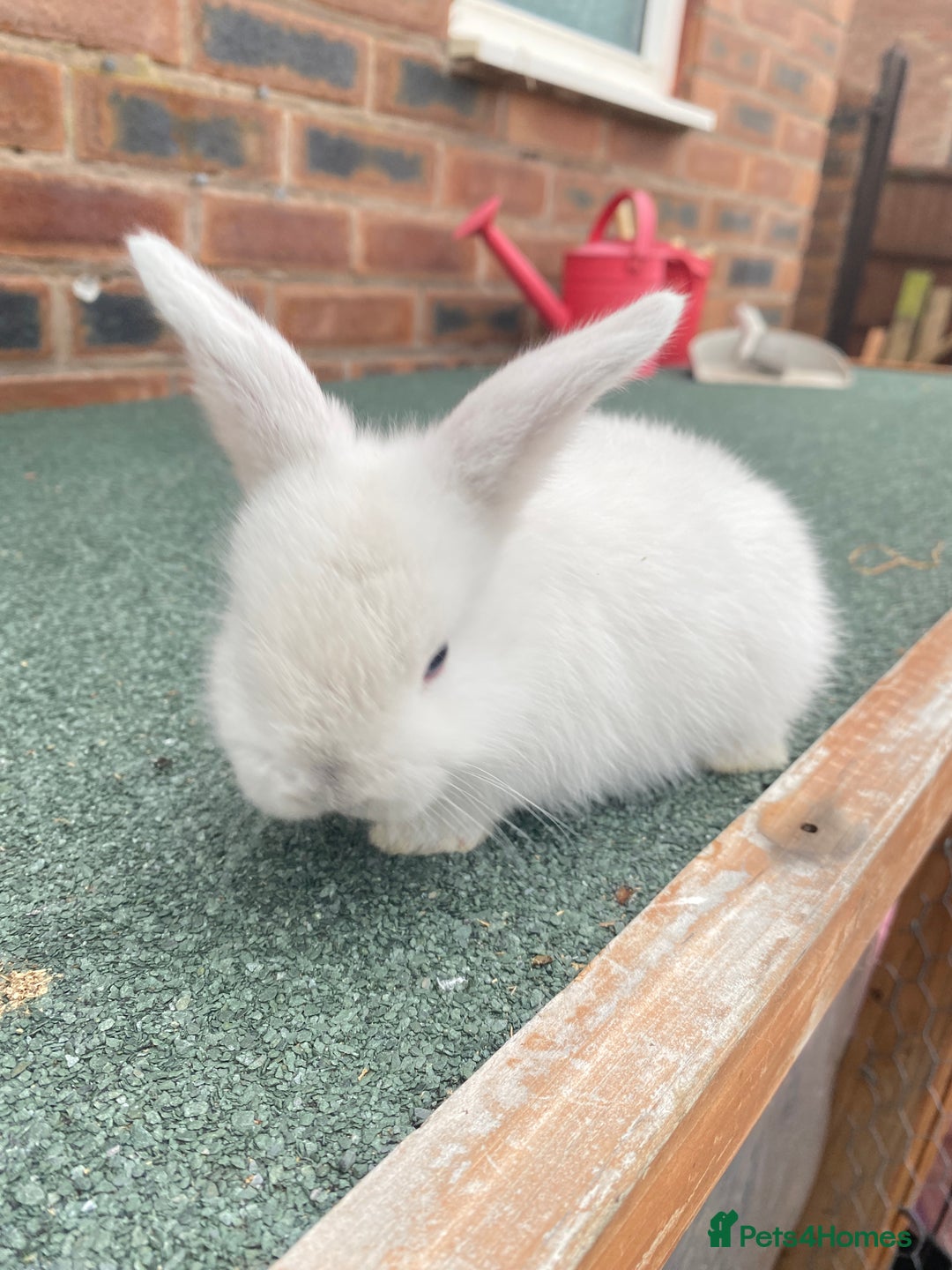 Mini Lop rabbits for sale: Adorable Mini Lop Baby Rabbits Healthy & Friendly - Image 5