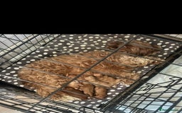 Mixed Breed dogs for sale: 5 Beautiful Cockapoo Girls ready  - Image 18