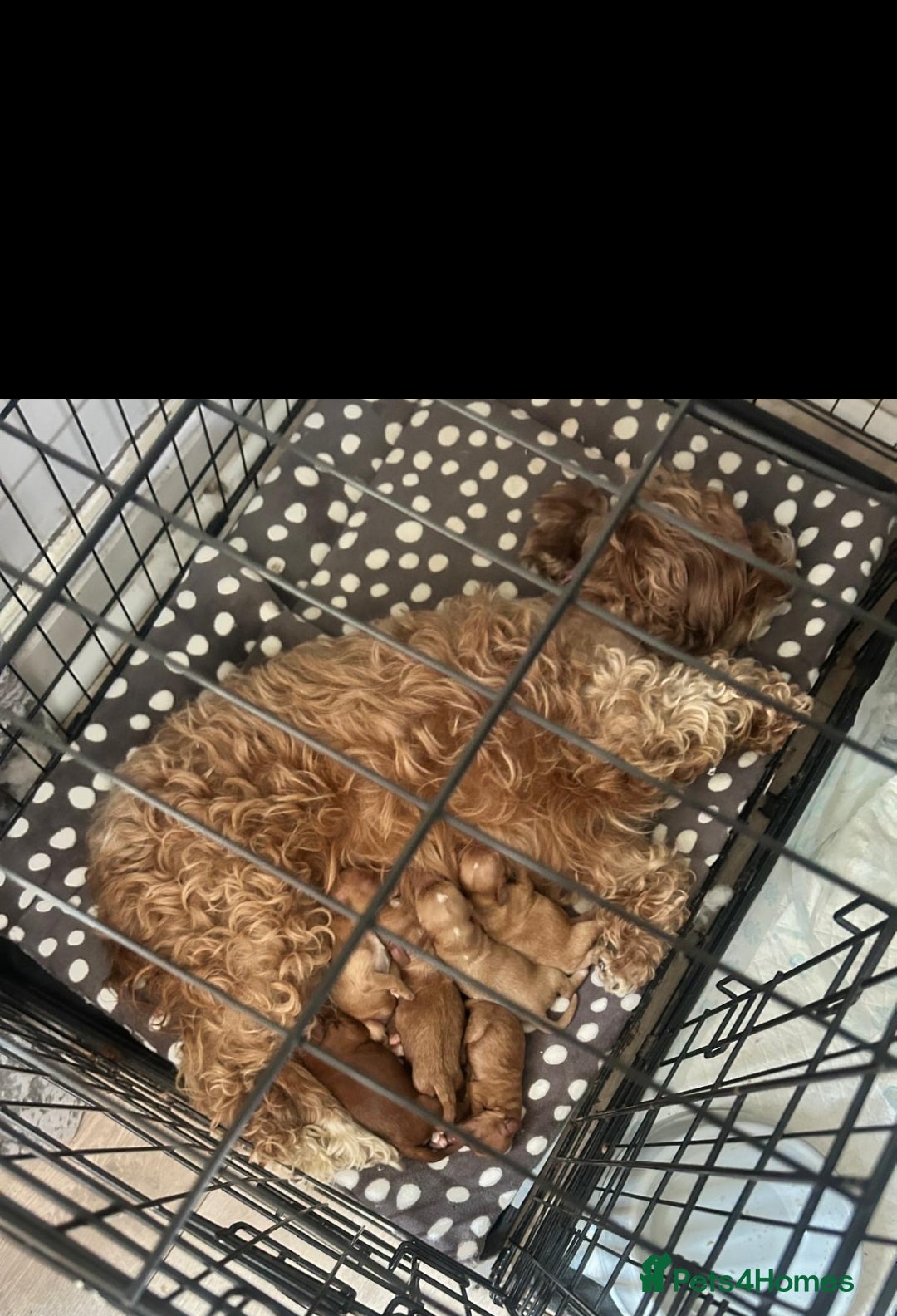 Mixed Breed dogs for sale: 5 Beautiful Cockapoo Girls ready  - Image 18