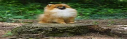Pomeranian dogs for sale: * Pomeranians available to forever loving homes * - Advert 11