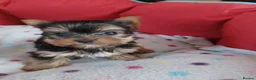 Yorkshire Terrier dogs for sale:   5 generation pedigree sertificate boy & girl  - Advert 7