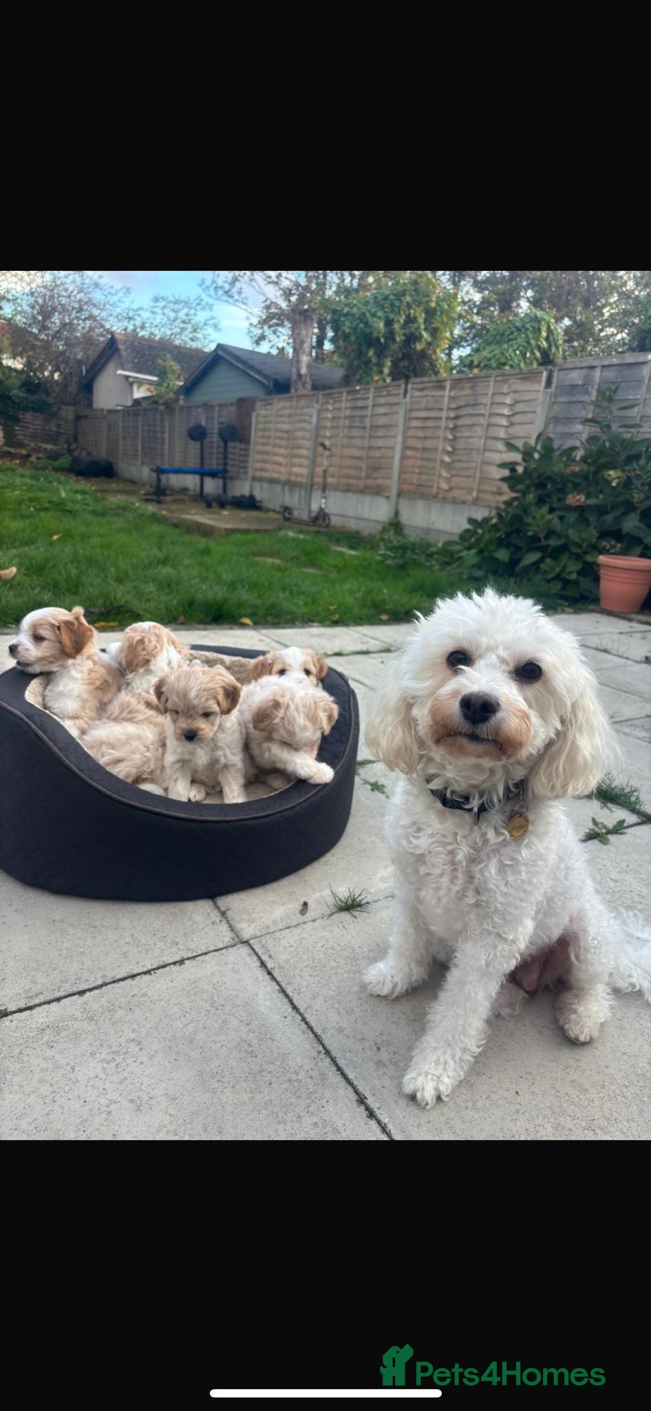 Mixed Breed dogs 6 month mixed boy for sale in Romney Marsh - Advert 3