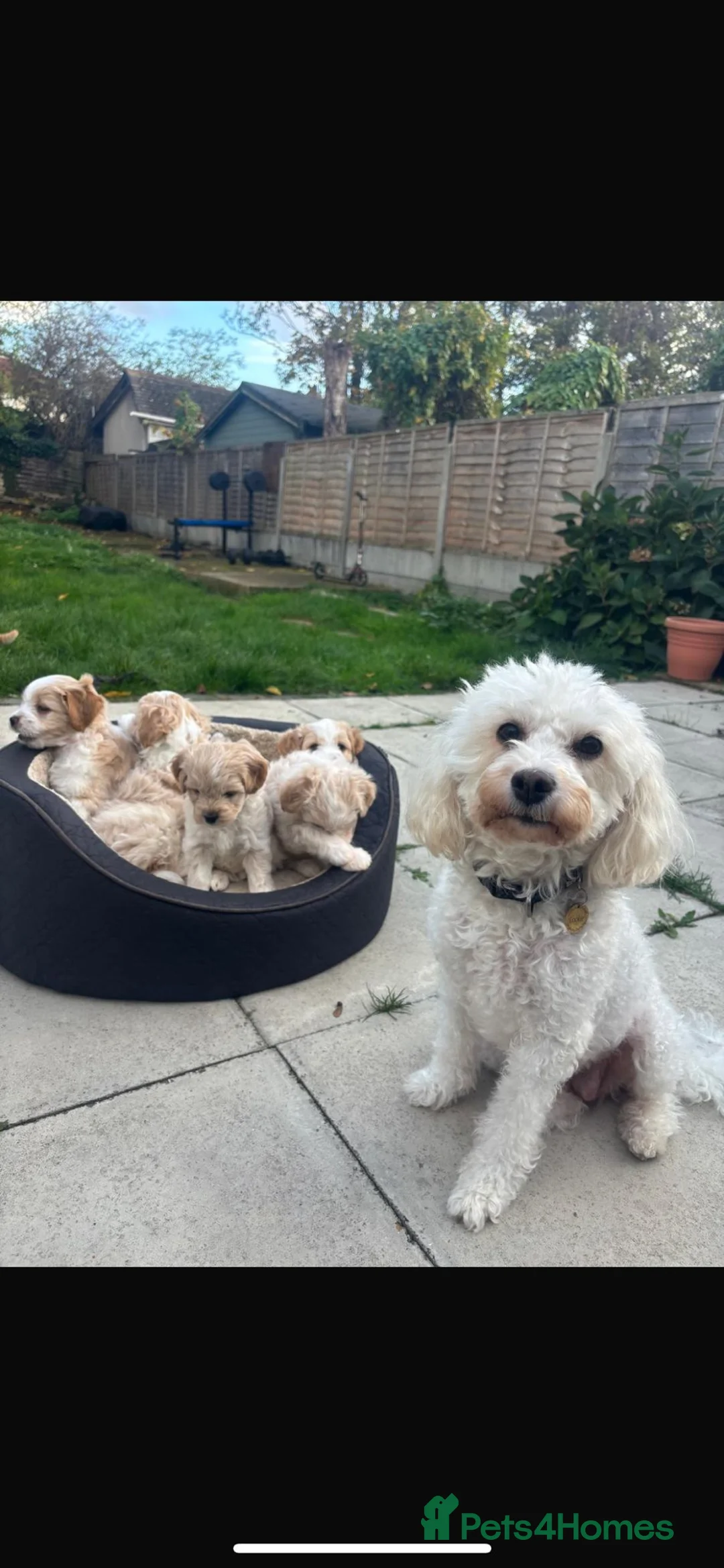 Mixed Breed dogs for sale: 6 month mixed boy for sale in Romney Marsh - Advert 1