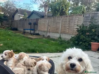 Mixed Breed dogs 6 month mixed boy for sale in Romney Marsh - Advert 1