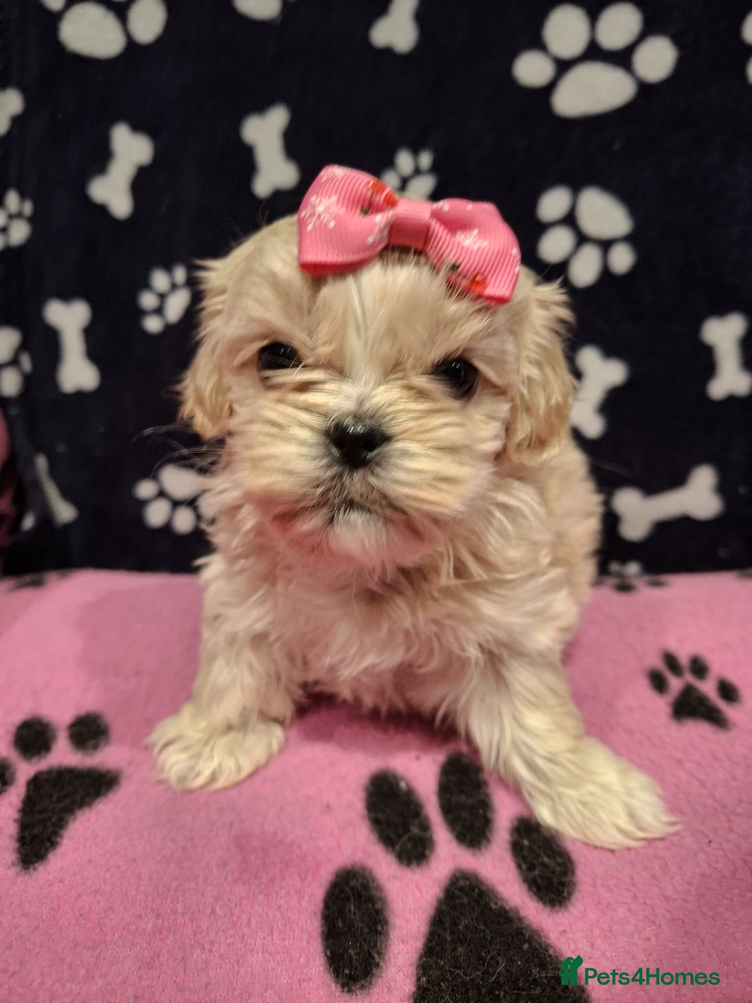 Shih Tzu dogs for sale: Shih tzu puppies ready to reserve - Advert 3