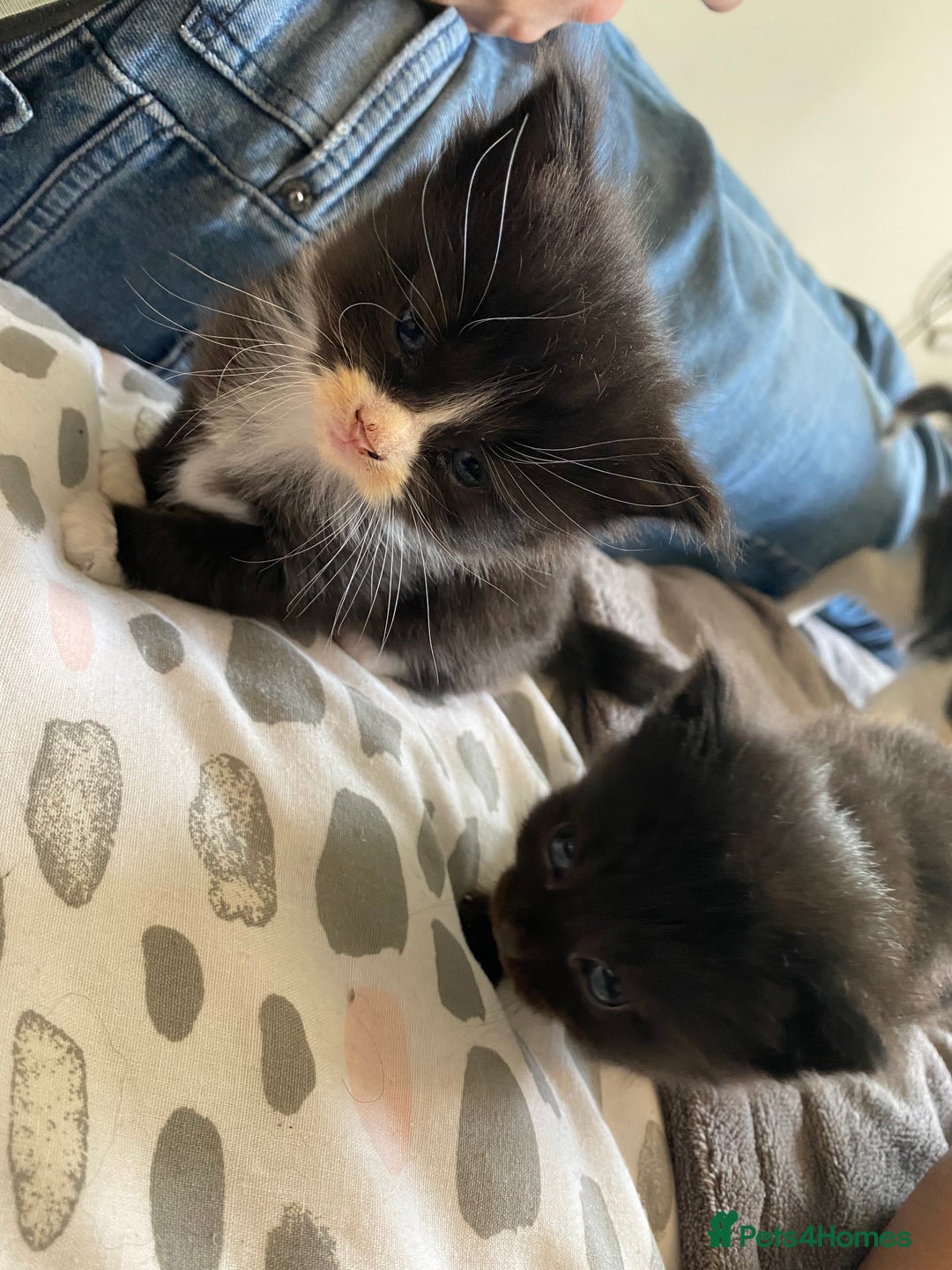 British Longhair cats for sale: 3 Gorgeous Longhaired Kittens - Image 7