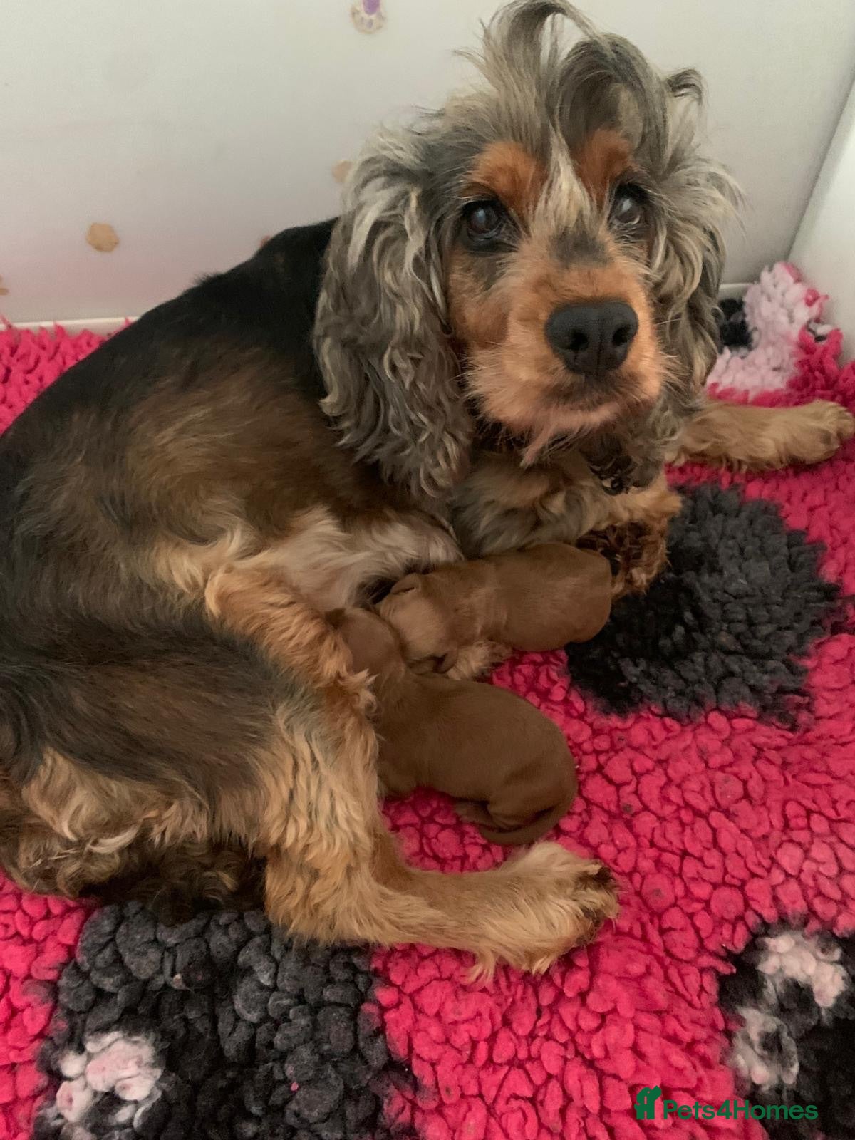 Cockapoo dogs 8 red dna tested clear f1 Cockerpoo puppies  - Advert 1