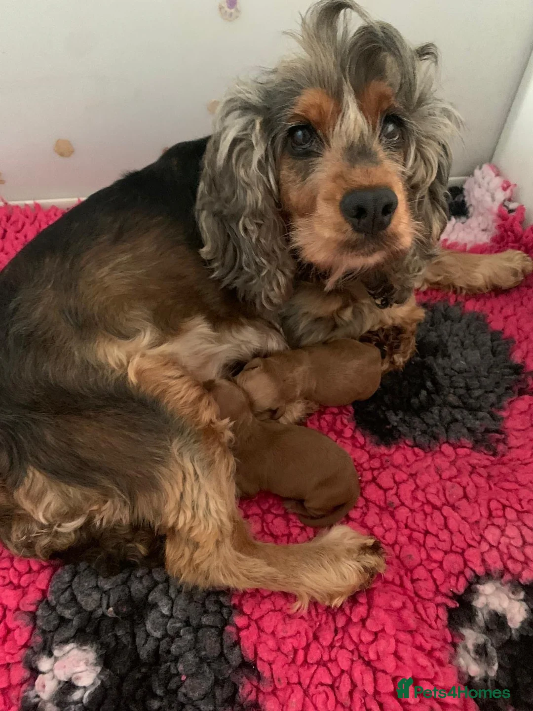 Cockapoo dogs for sale: 8 red dna tested clear f1 Cockerpoo puppies  - Advert 2