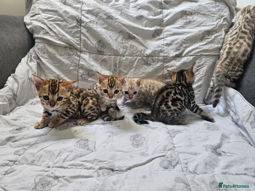 Bengal cats for sale: Outstanding kittens from Show parents. - Image 15