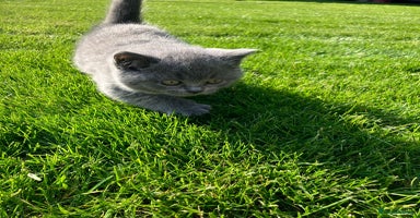 British Shorthair cats - Advert 11