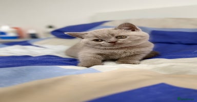 British Shorthair cats - Advert 7