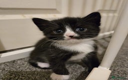 Mixed Breed cats for sale: Kittens for sale - Image 6