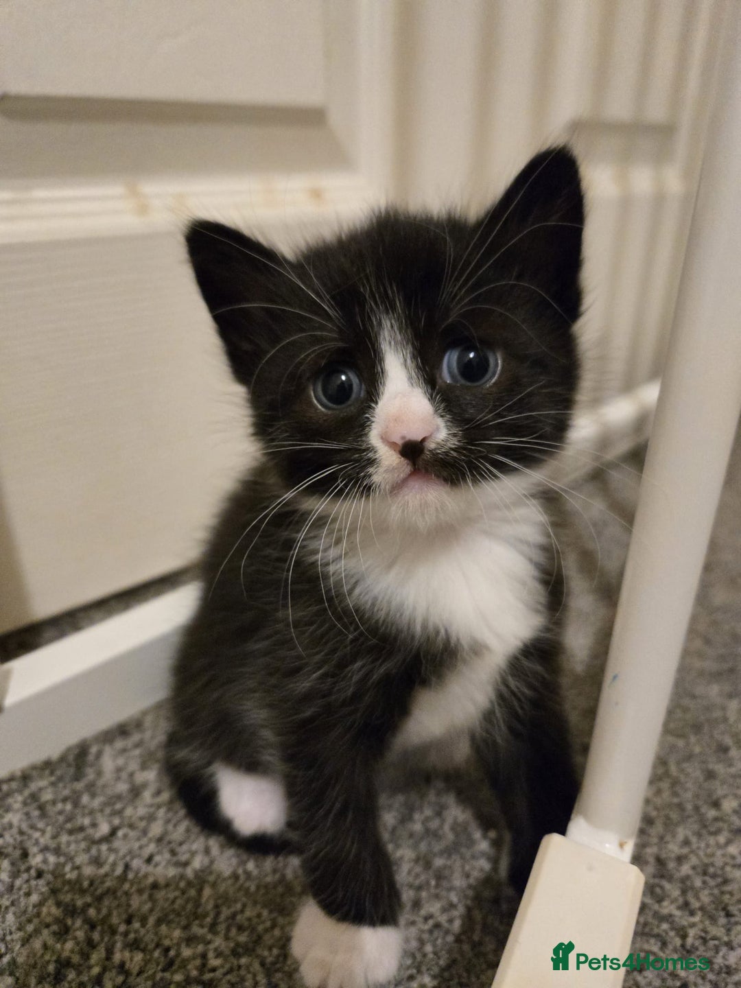 Mixed Breed cats for sale: Kittens for sale - Image 6