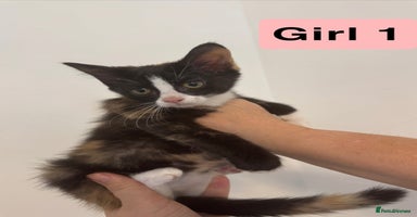 Domestic Shorthair cats - Advert 3
