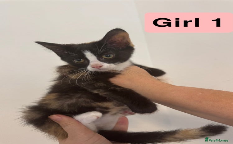 Domestic Shorthair cats - Advert 1