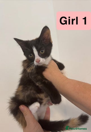 Domestic Shorthair cats - Advert 7