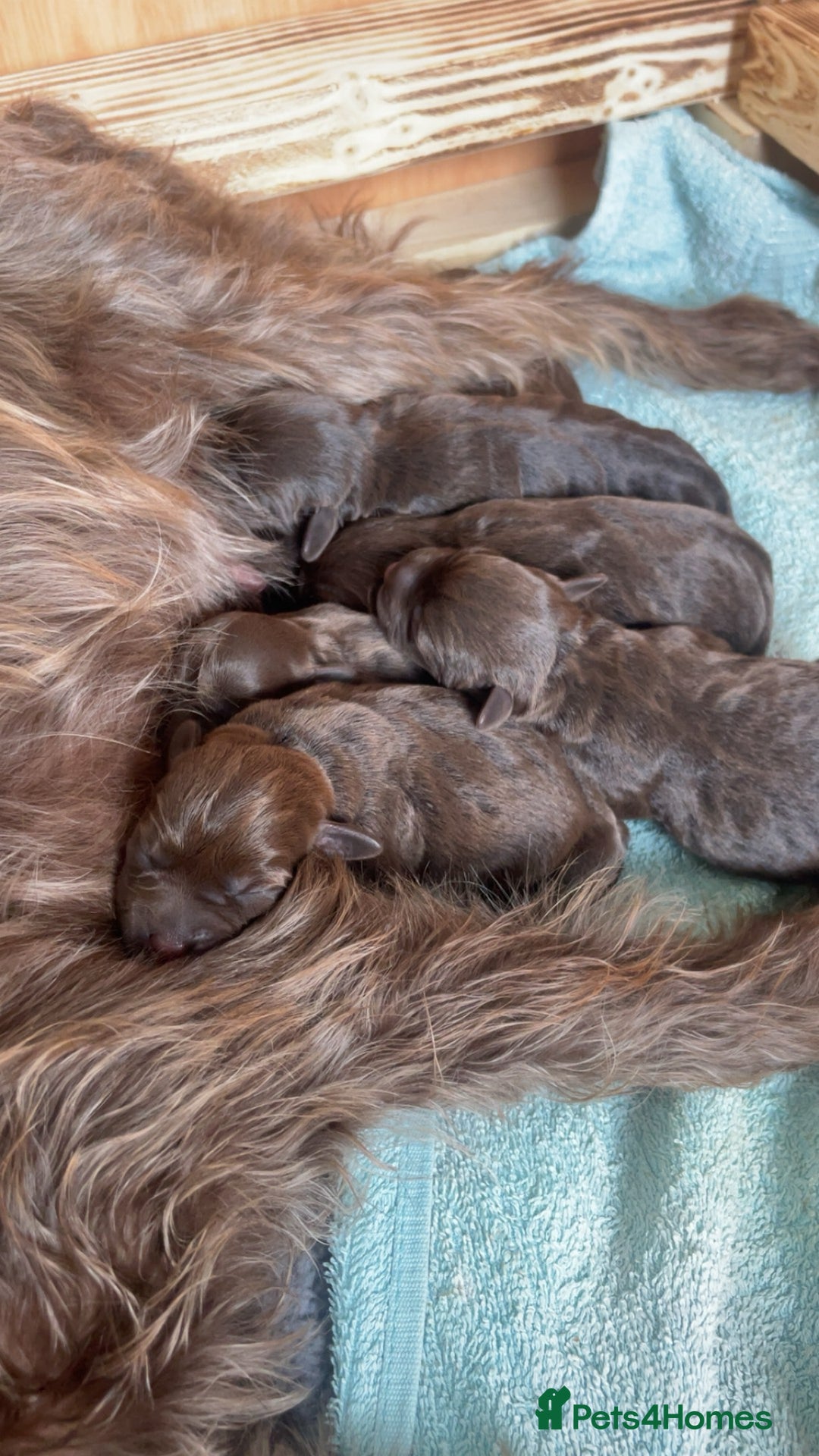 Mixed Breed dogs for sale: Patterdale terrier cross - Image 2