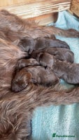 Mixed Breed dogs - Advert 2
