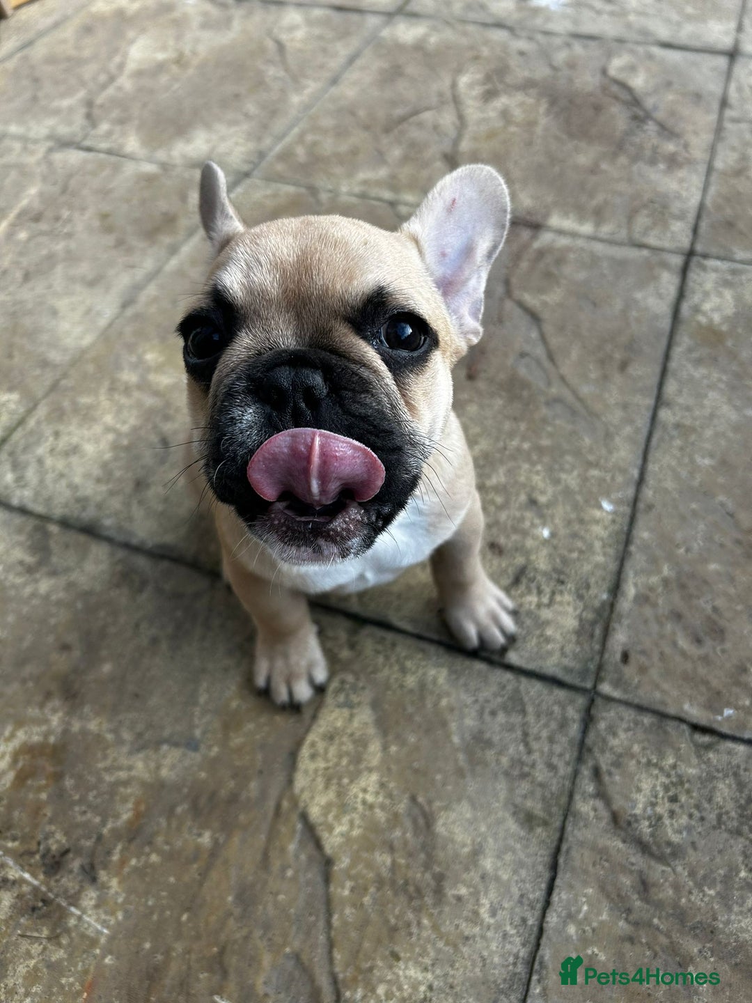 French Bulldog dogs for sale: Brownie  - Advert 6