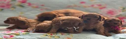 Cavapoo dogs for sale: Toy Cavapoo - Advert 22