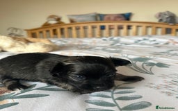 Chihuahua dogs for sale: Puppies  - Image 8