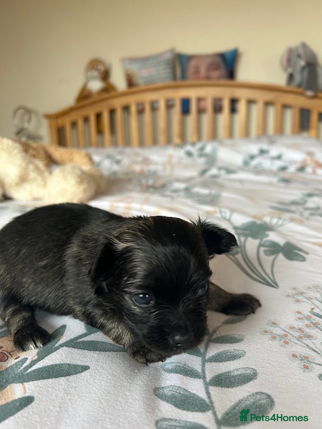 Chihuahua dogs for sale: Puppies  - Image 8