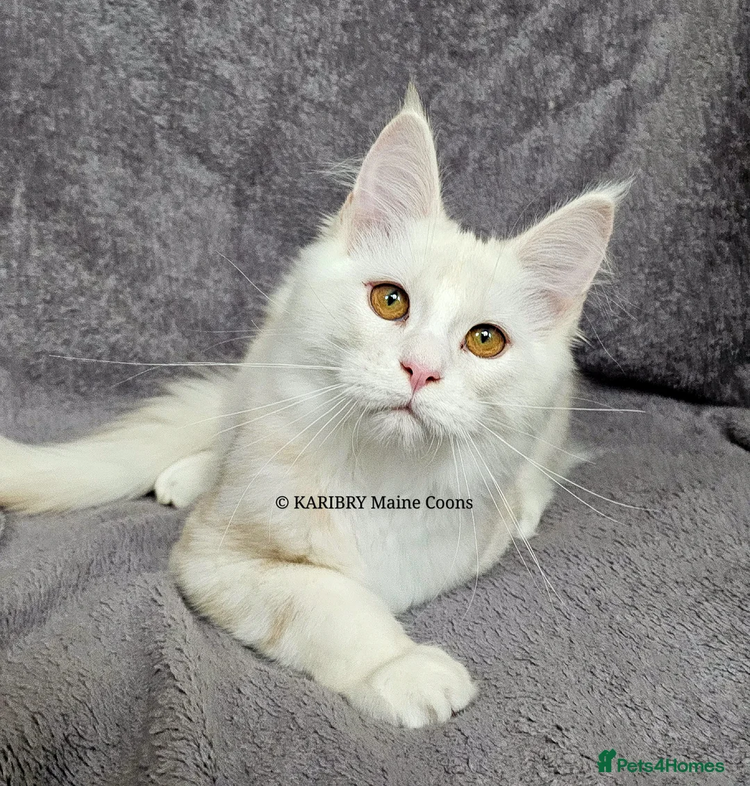 Maine Coon cats for sale: Red Shaded Maine Coon XL - Advert 2
