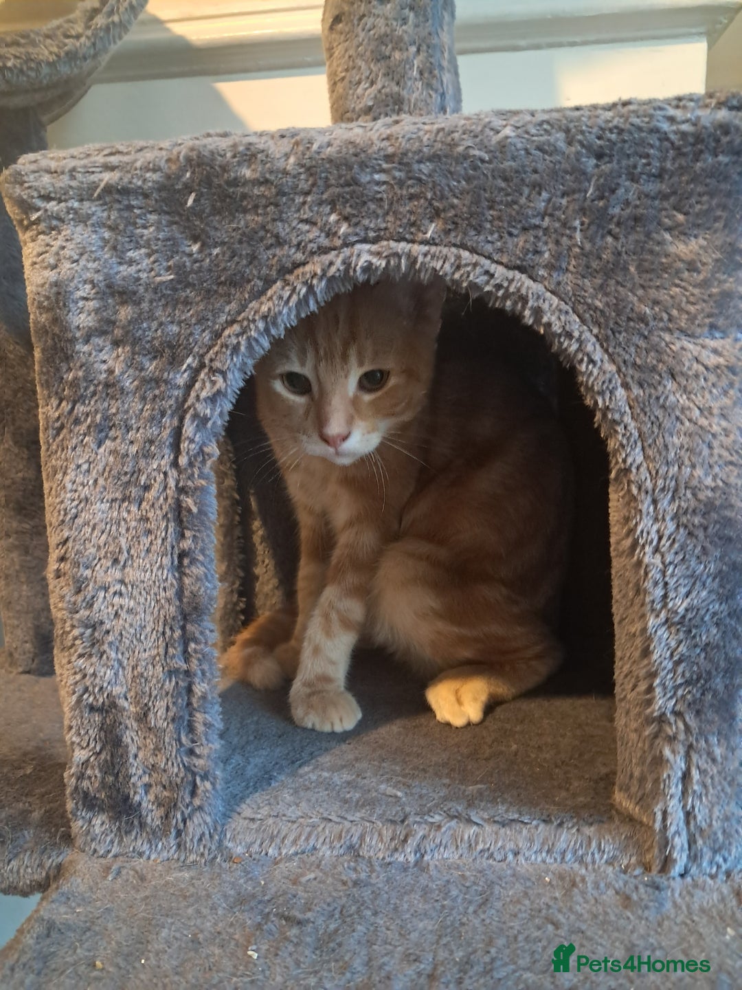 Tibetan cats for sale: 2 x male kittens  - Advert 2