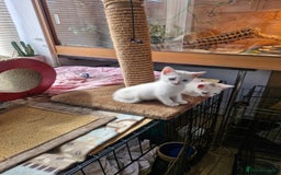 Siamese cats for sale: Siamese /balinese cross kittens - Image 17