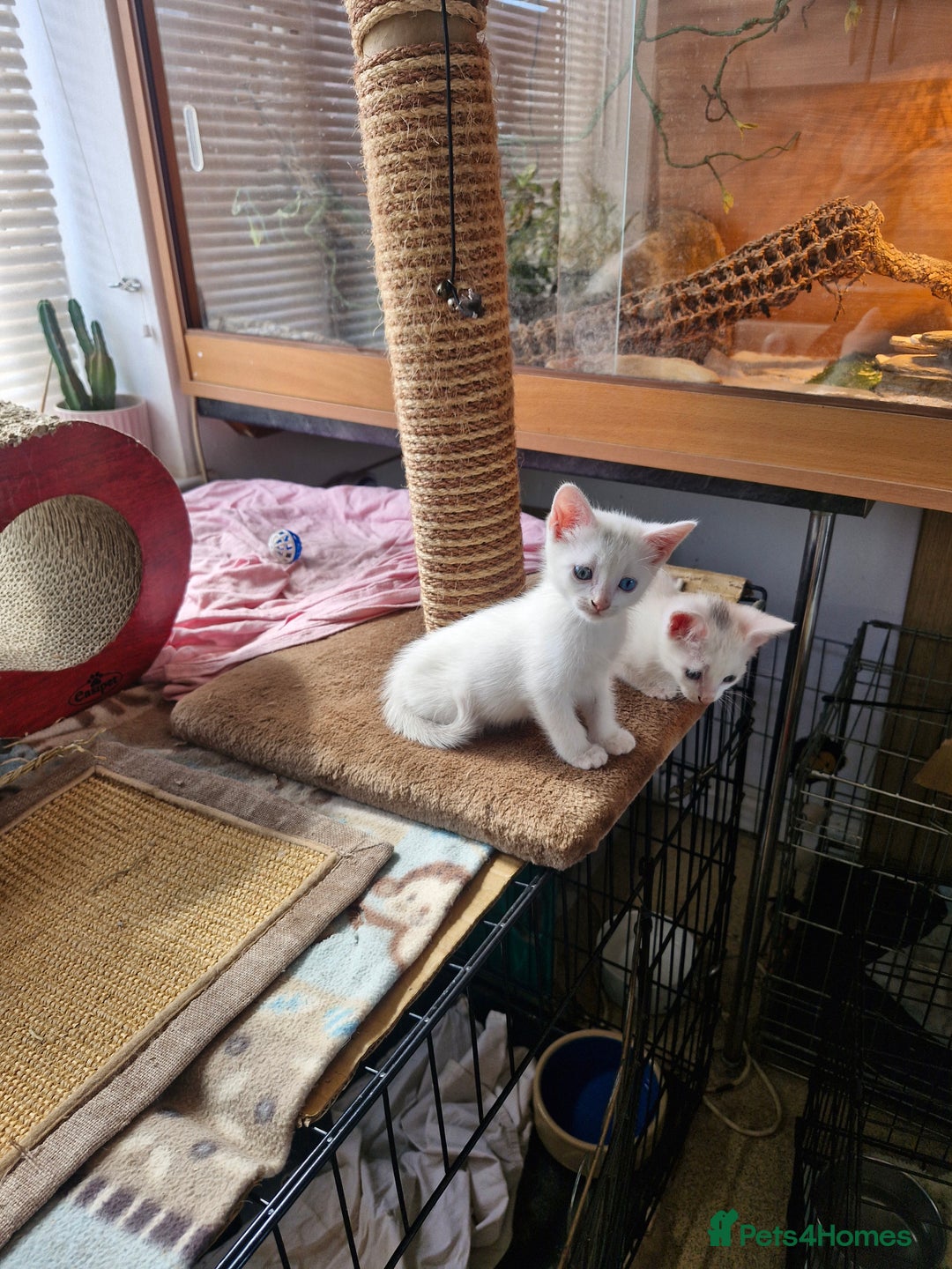 Siamese cats for sale: Siamese /balinese cross kittens - Image 17