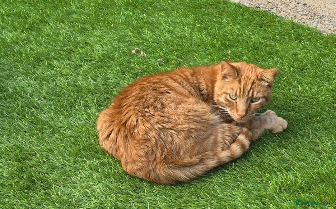Mixed Breed cats for sale: 5 year old neutered ginger Tom  - Advert 3