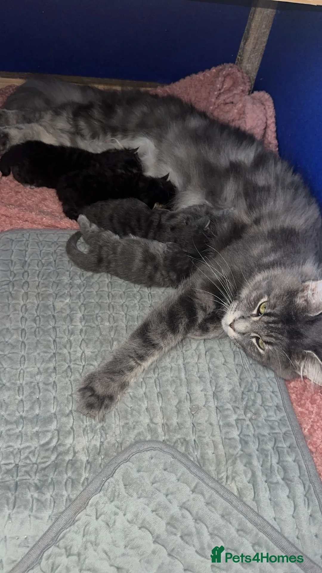 Maine Coon cats for sale: Mainecoon  - Advert 1