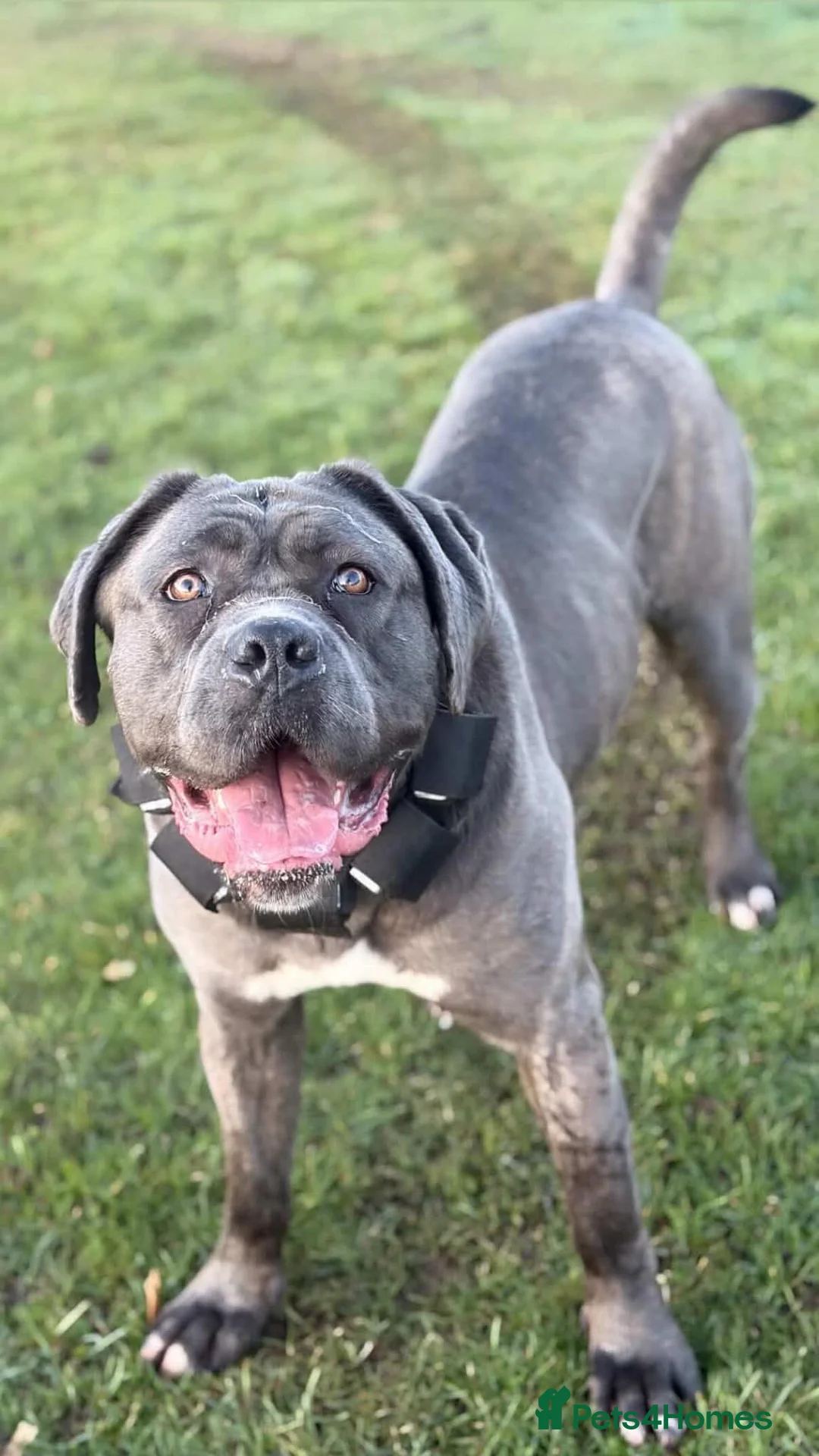 Cane Corso dogs for sale: Blue Brindle Cane Corso Female - Advert 1