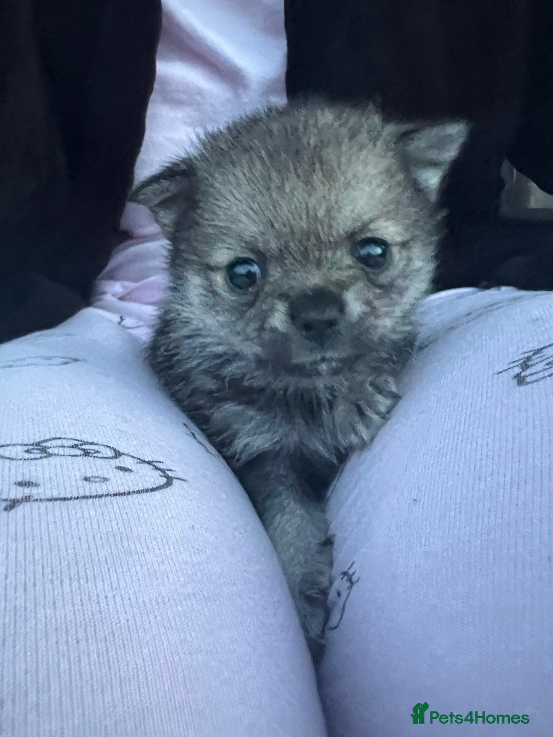 Pomchi dogs for sale: 3 pomchis looking for there forever homes 🐶 - Image 10