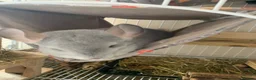 Chinchilla rodents for sale: 2 female chinchillas blue diamond beige with cage  - Advert 13