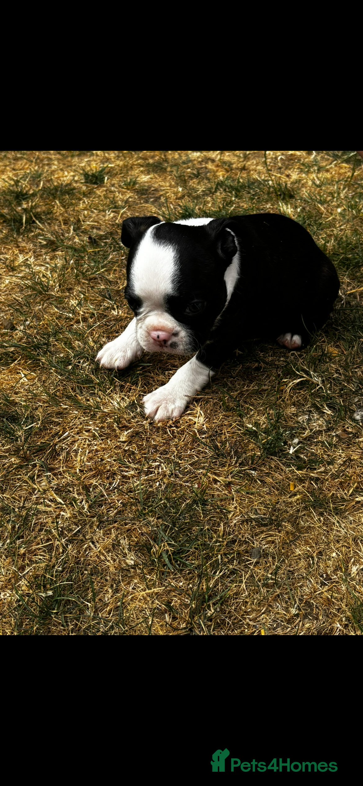 Boston Terrier dogs Stunning litter of Boston terrier puppies  - Advert 2