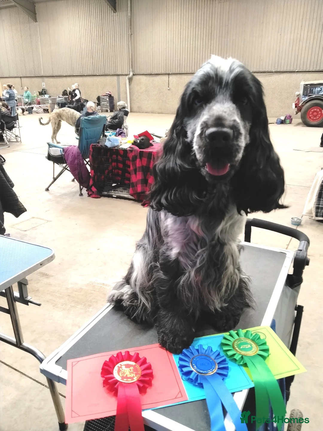 Cocker Spaniel dogs for stud: Handsome kc registered show cocker (French import) - Advert 4