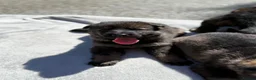 German Shepherd dogs for sale: Exceptional KC Reg Czech Working Line GSD Puppies - Advert 1