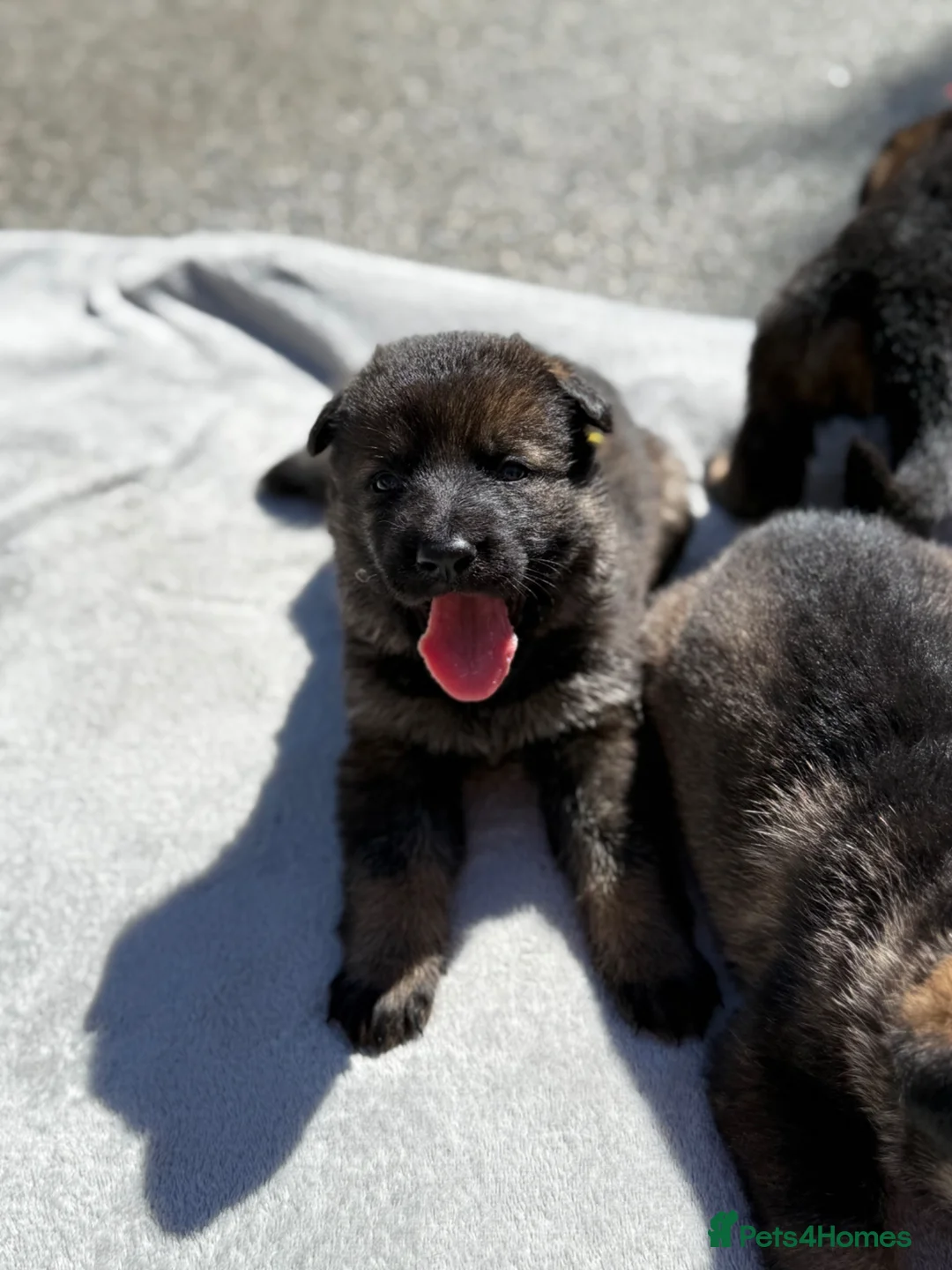 German Shepherd dogs for sale: Exceptional KC Reg Czech Working Line GSD Puppies - Advert 1