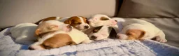 Jack Russell dogs for sale: Jack russell  - Advert 10