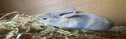 Mini Lop rabbits for sale: Gorgeous pure breed Mini Lops in Saffron Walden - Advert 10