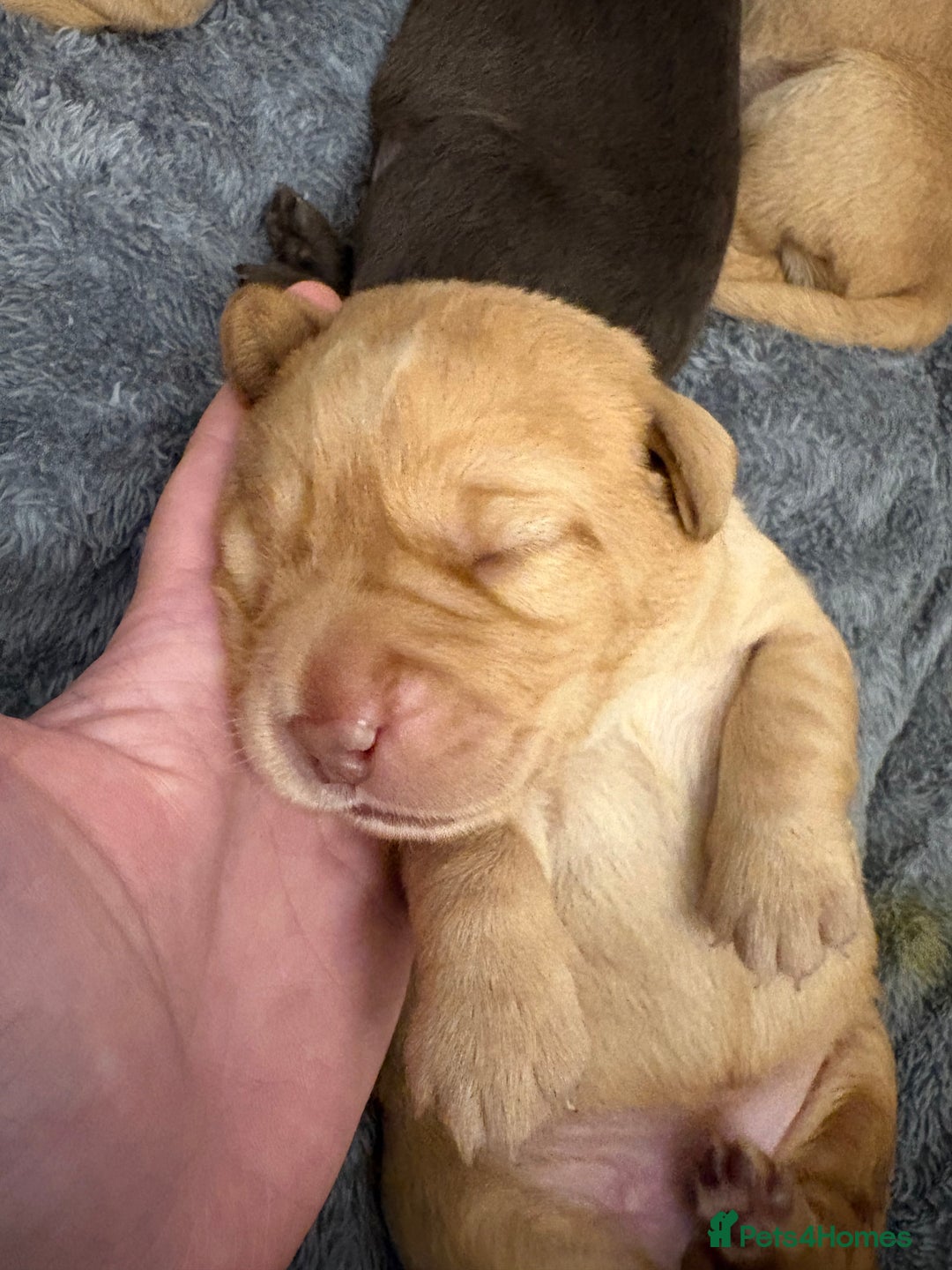 Cockerdor dogs for sale: labrador/ cockerdor Puppies  - Advert 11