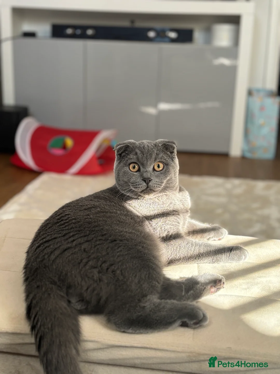 Scottish Fold cats for stud: Scottish fold champion available for stud - Advert 6