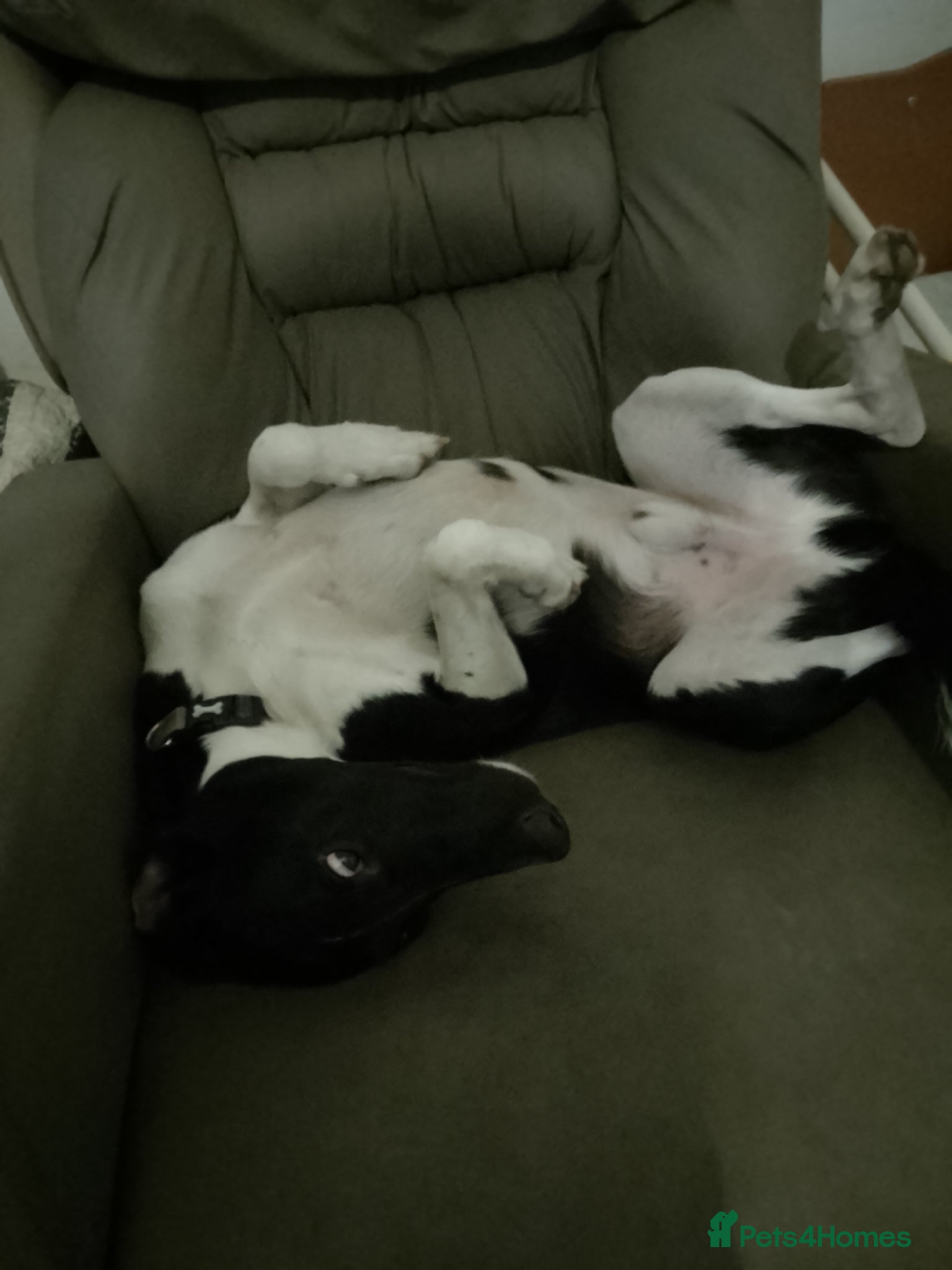 Mixed Breed dogs for sale: Loving home wanted. - Advert 2