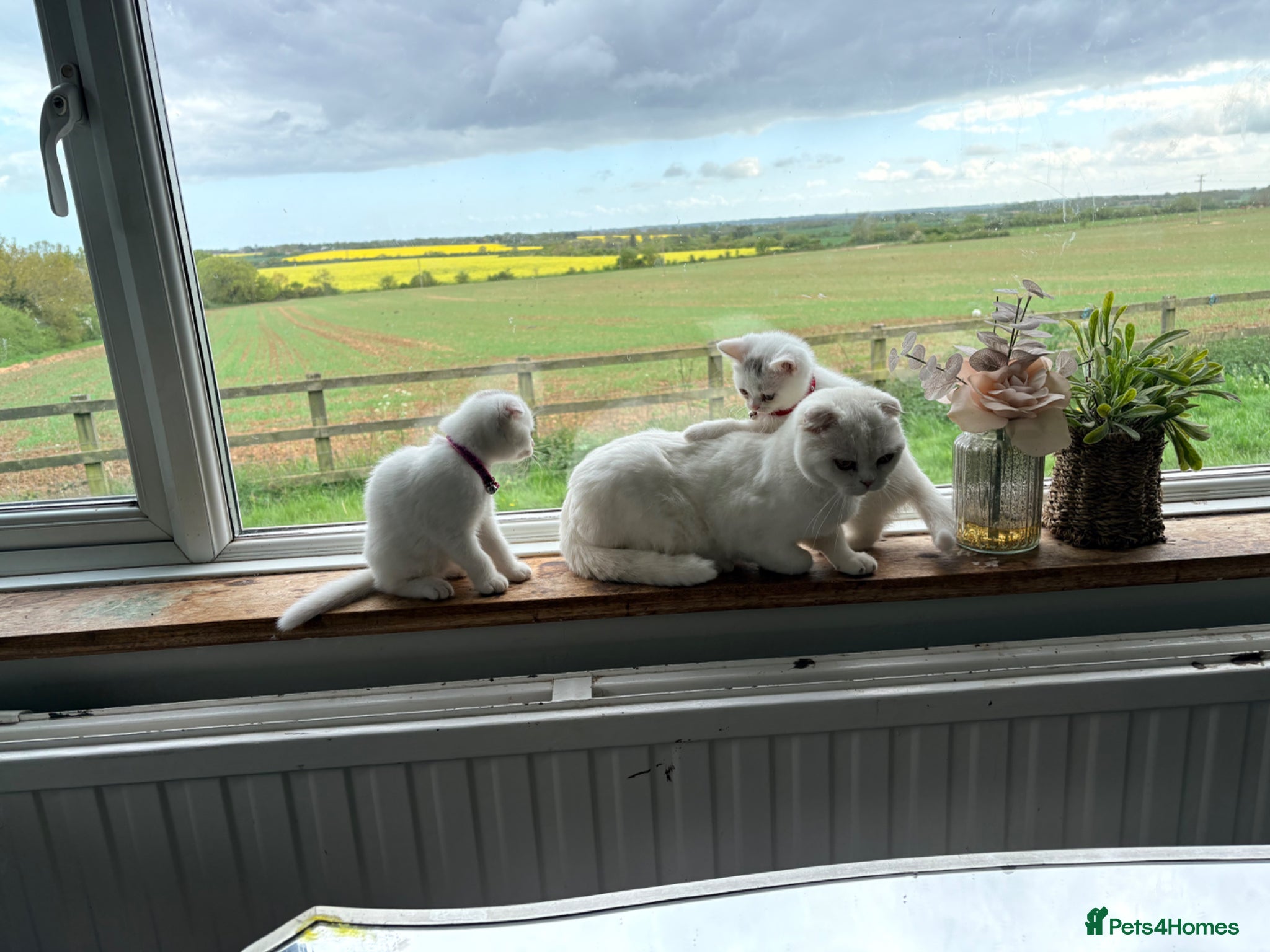 Scottish Fold cats Scottish fold kittens ready for homes  - Advert 16