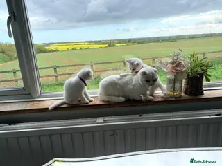Scottish Fold cats Scottish fold kittens ready for homes - Advert 16