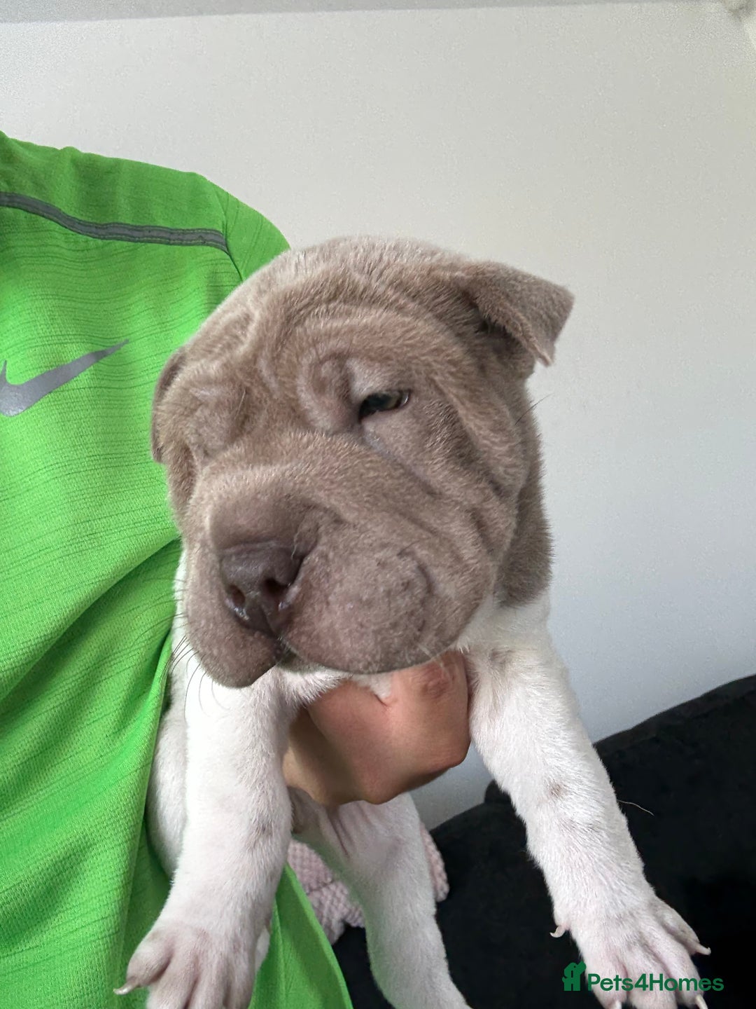 Shar Pei dogs for sale: Shar pei puppies - Image 2